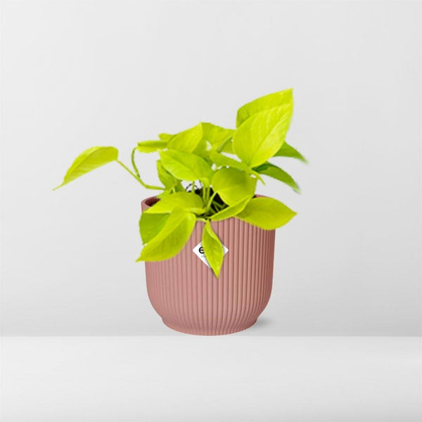 Pothos - Epipremnum pinnatum - incl. Elho Vibes Fold Roze - ↕14cm