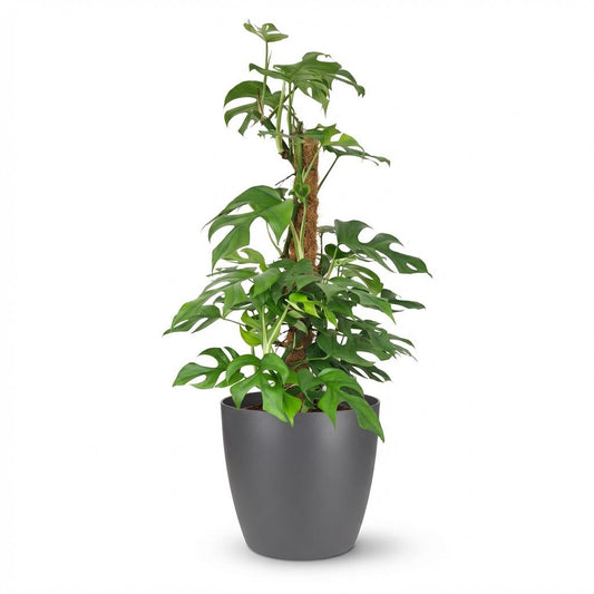 Mini Gatenplant - Monstera Minima Mosstok - Ø19cm - ↕90cm