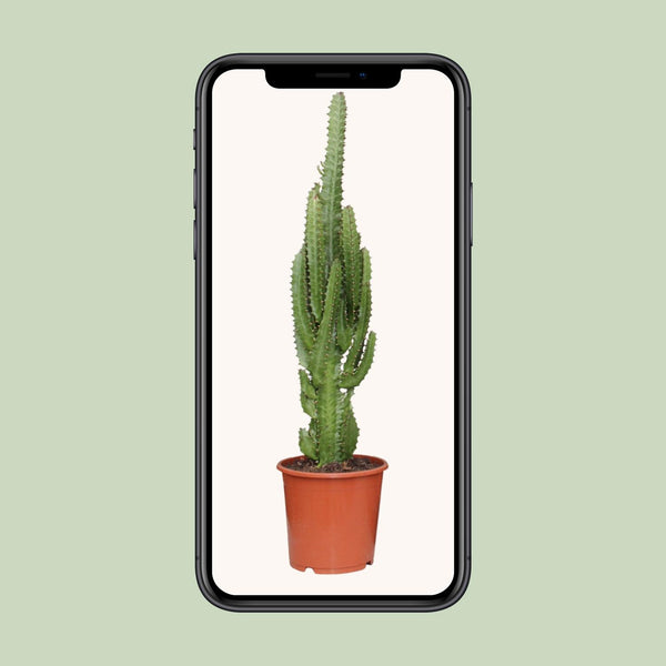 Wolfsmelk - Euphorbia trigona - Ø17cm - ↕70cm