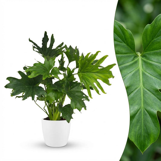 Philodendron Lickety split - Ø19cm - ↕70cm