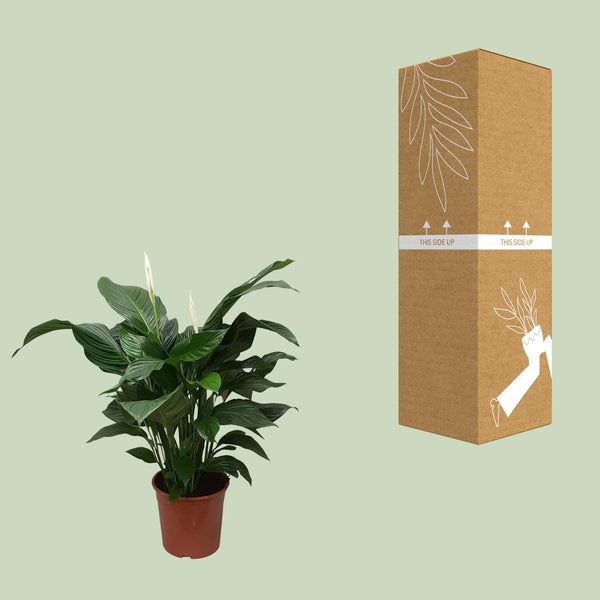 Lepelbloem - Spathiphyllum Sweet Silvana - Ø24cm - ↕80cm