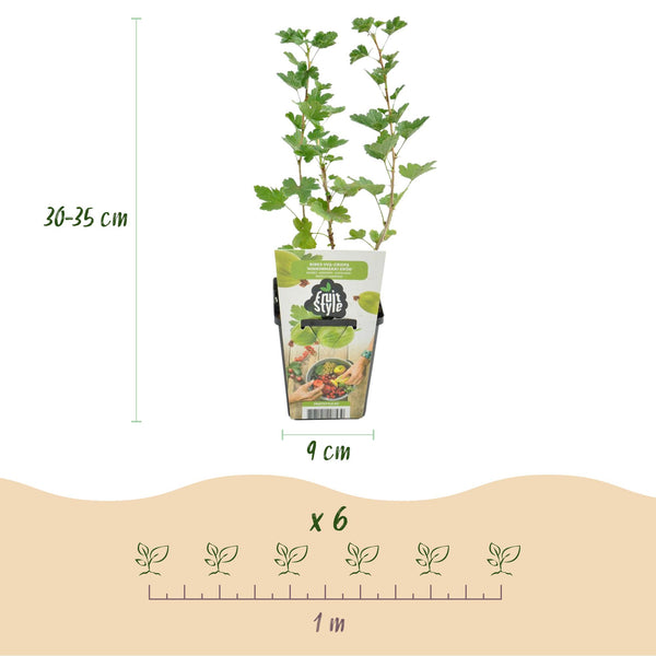 Kruisbes - Ribes uva-crispa Hinnonmaki Grün - Ø9cm