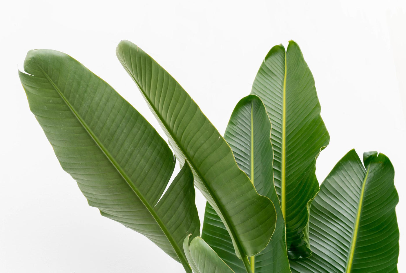 Witte paradijsvogelplant - Strelitzia augusta multi stam - Ø32cm - ↕225cm