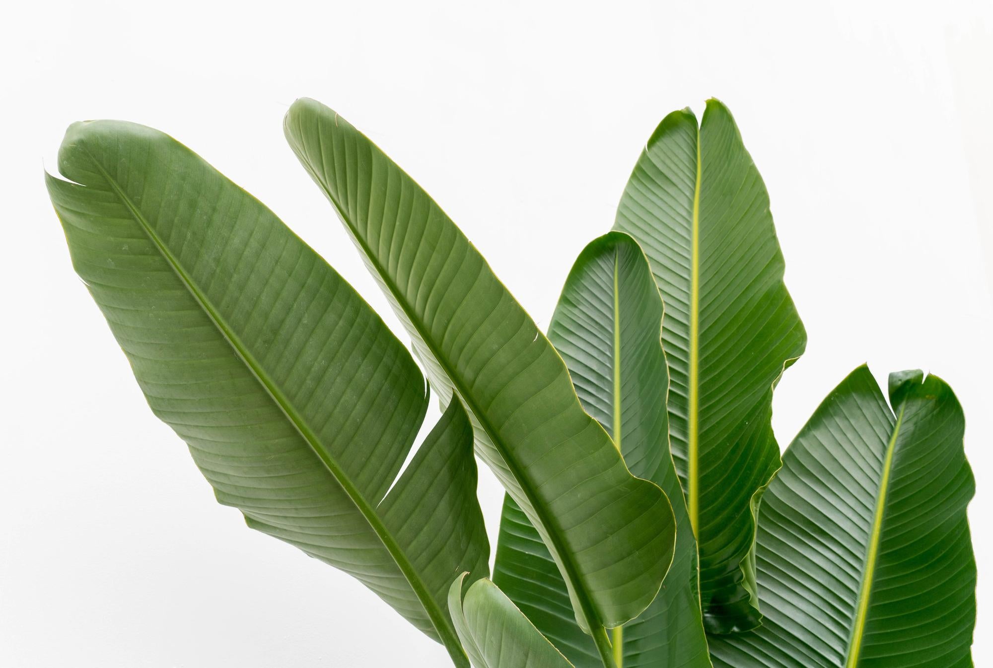 Witte paradijsvogelplant - Strelitzia augusta multi stam - Ø32cm - ↕225cm