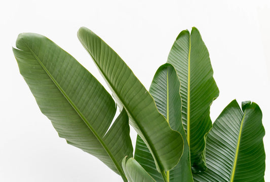 Witte paradijsvogelplant - Strelitzia augusta multi stam - Ø32cm - ↕225cm