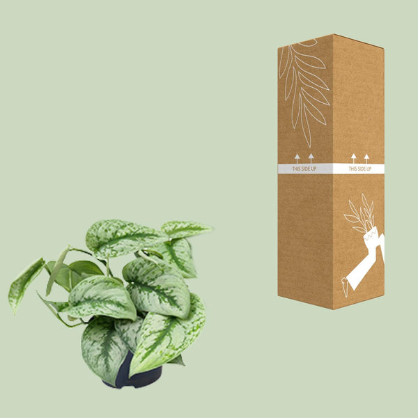 Satijnpothos - Scindapsus pictus 'Trebie' - Ø15cm - ↕25cm