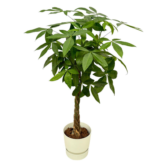 Geldboom - Pachira aquatica - incl. Elho Greenville Round wit - Ø30cm - ↕160cm