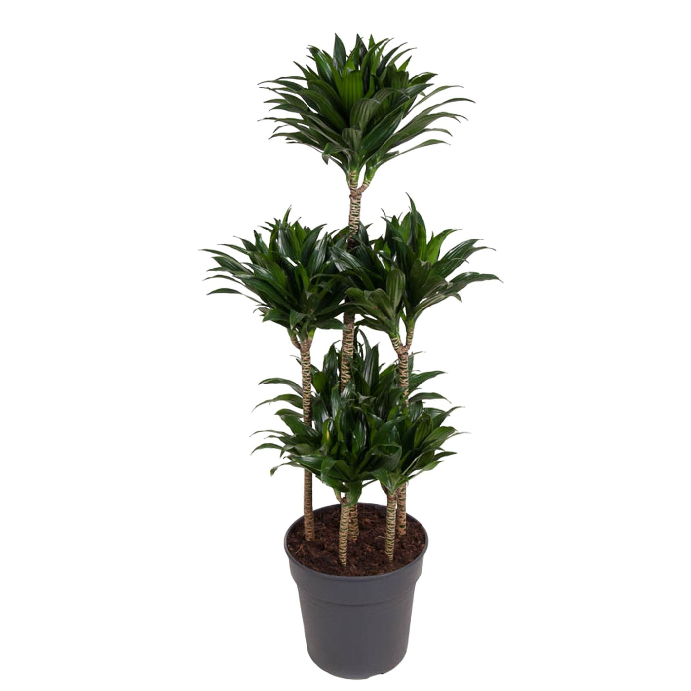 Drakenbloedboom - Dracaena Compacta Carrousel - ↕130cm