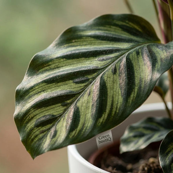Pauwenplant - Calathea Makoyana - Ø19cm - ↕70cm