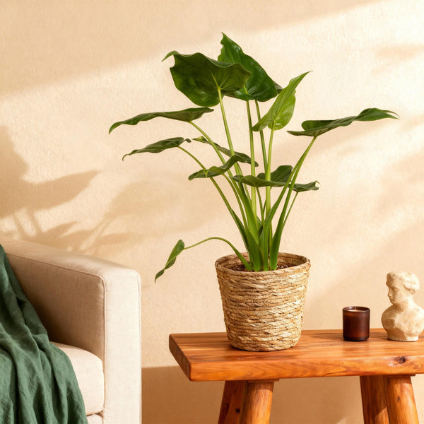 Boeddha-plant - Alocasia cucullata