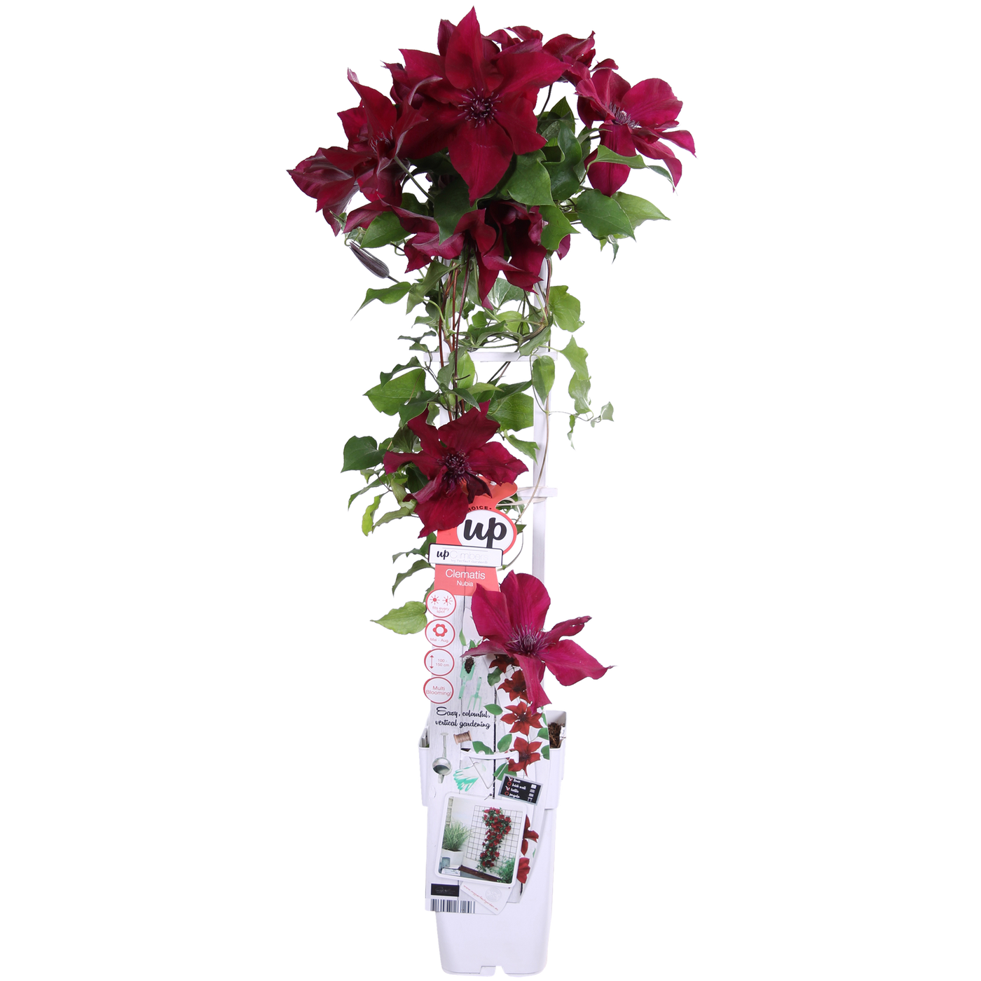Bosrank - Clematis Nubia - Ø15cm - ↕65cm