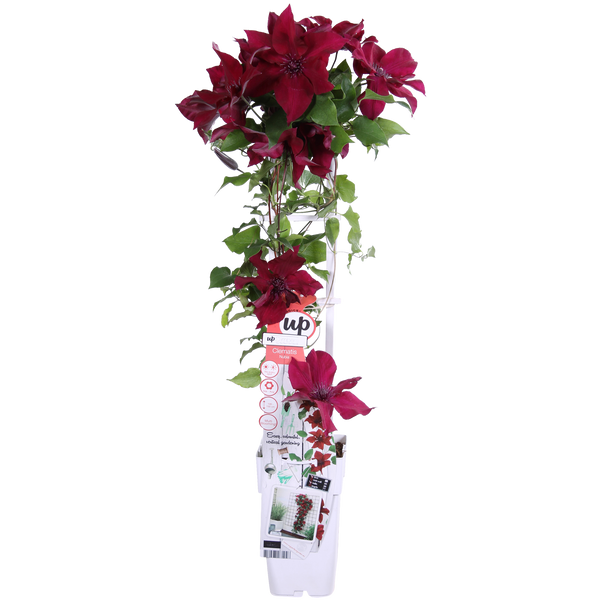 Bosrank - Clematis Nubia - Ø15cm - ↕65cm