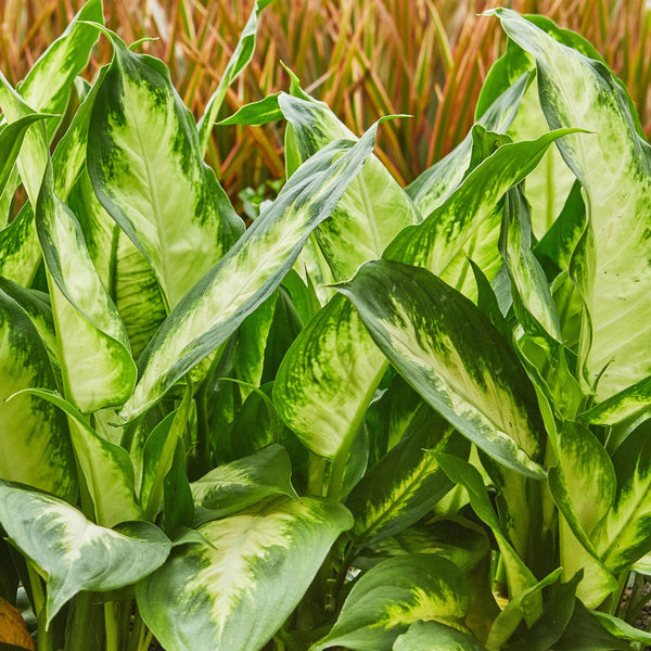Dieffenbachia - Dieffenbachia Camilla - Ø17cm - ↕45-50cm