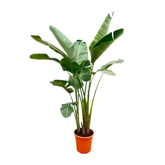 Witte paradijsvogelplant - Strelitzia augusta - Ø38cm - ↕250cm