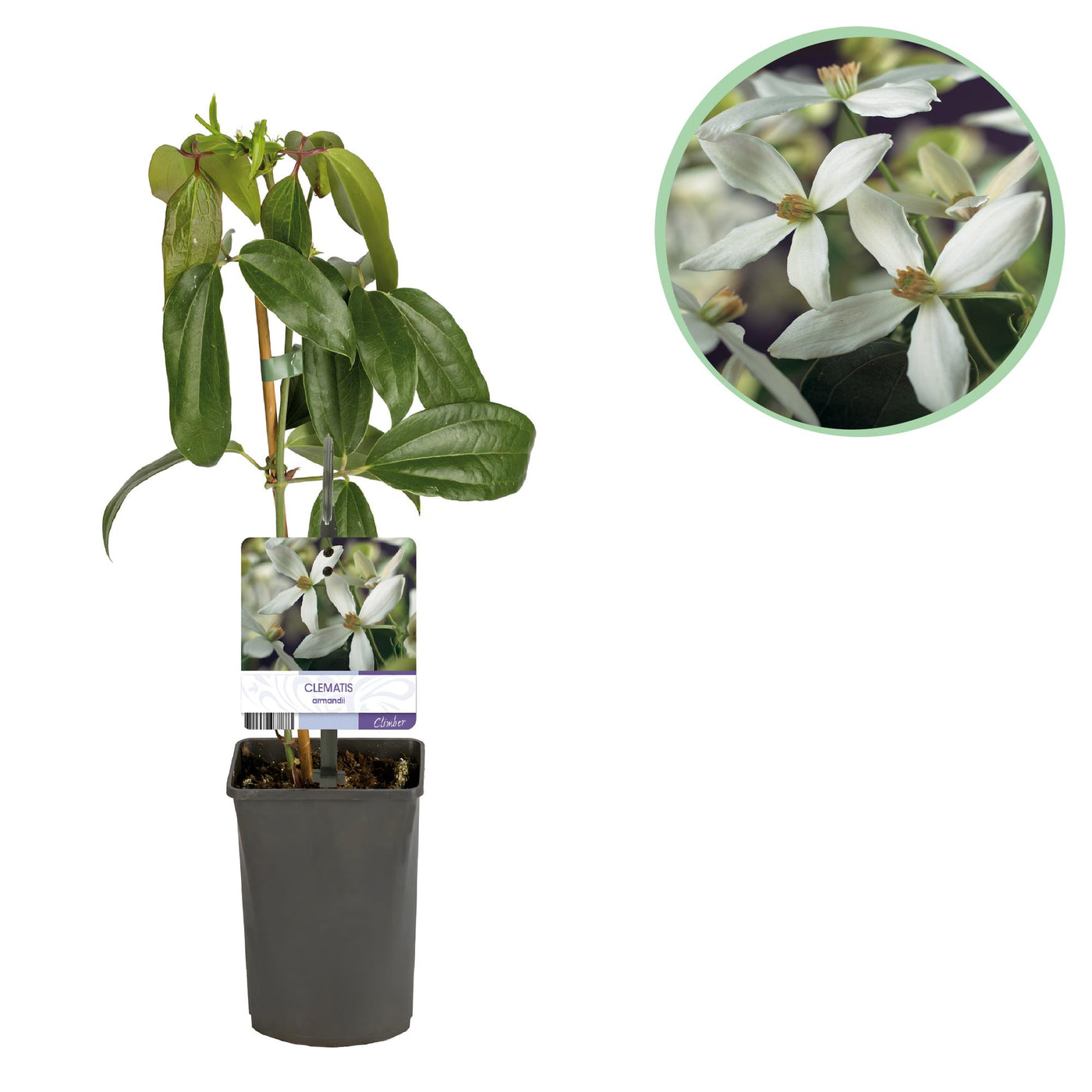 Bosrank - Clematis armandii - wit - Ø11cm - ↕40cm