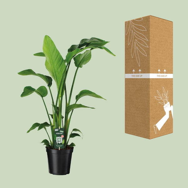 Witte paradijsvogelplant - Strelitzia nicolai - Ø19cm - ↕90cm