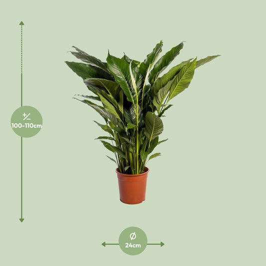 Lepelbloem - Spathiphyllum Sweet Sebastiano - Ø24cm - ↕110cm