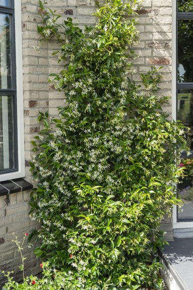 2x Toscaanse jasmijn - Trachelospermum 'Star of Venice' - Ø15cm - ↕65cm