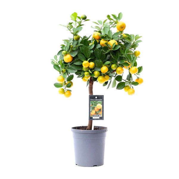 Calamondinplant - Citrus Calamondin - Ø15cm - ↕45cm