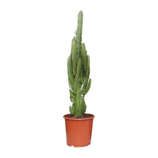 Wolfsmelk - Euphorbia trigona - Ø17cm - ↕70cm