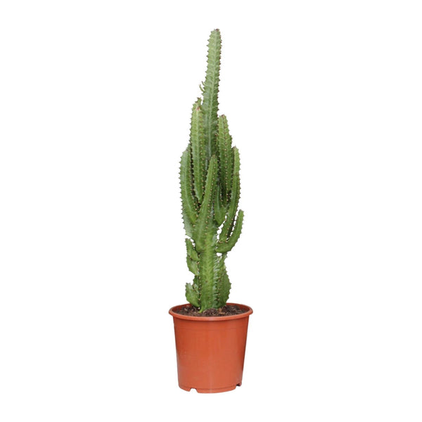 Wolfsmelk - Euphorbia trigona - Ø17cm - ↕70cm