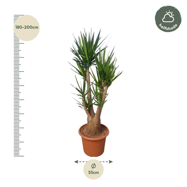 Palmlelie - Yucca elephantipes vertakt - Ø55cm - ↕190cm