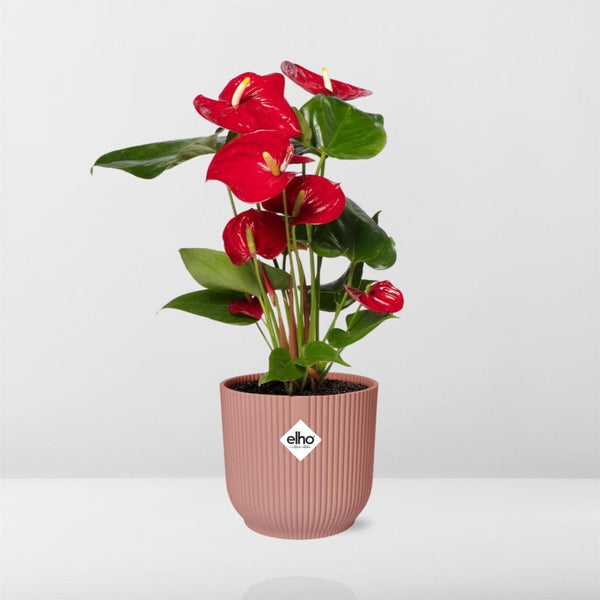 Flamingoplant - Anthurium Red - incl. Elho Vibes Fold In - ↕14cm