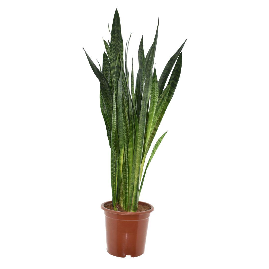 Vrouwentong - Sansevieria Zeylanica - Ø27cm - ↕120cm