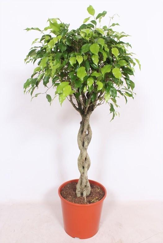 Treurvijg - Ficus benjamina 'Exotica' - Ø30cm - ↕120cm