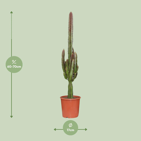Wolfsmelk - Euphorbia trigona Rubra - Ø17cm - ↕70cm