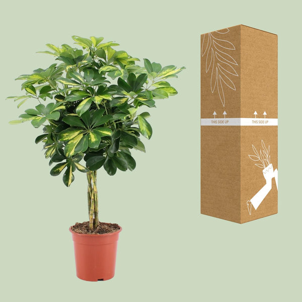 Vingerboom - Schefflera Arboricola Gold Capella - Ø19cm - ↕75cm