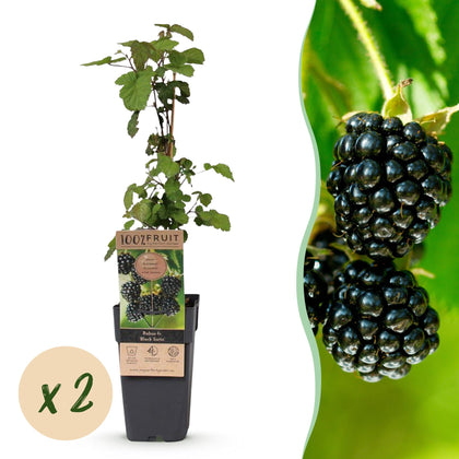2x Braam - Rubus fruticosus Black Satin - Ø15cm - ↕50cm