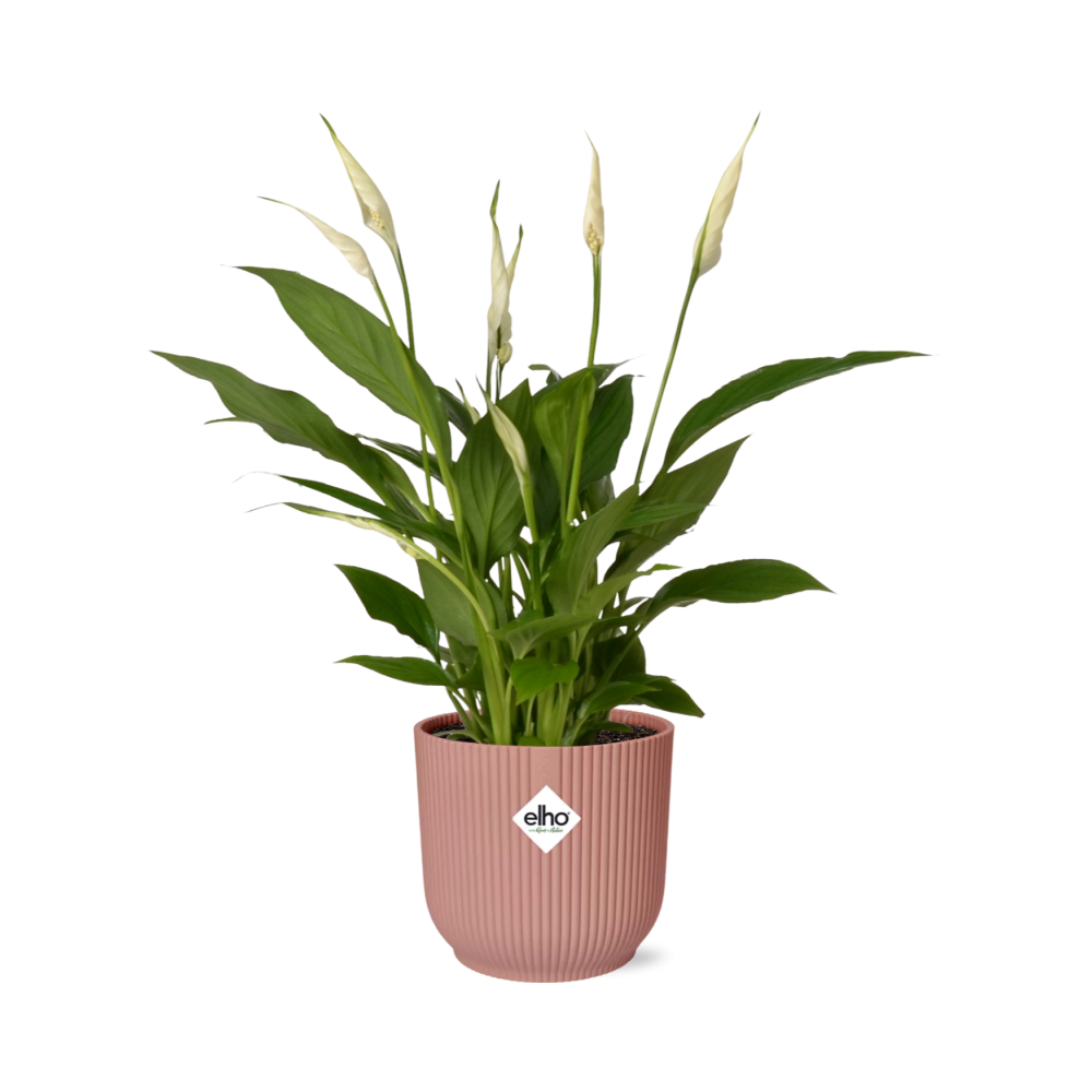 Lepelbloem - Spathiphyllum Torelli - incl. Elho Vibes Fold Roze - ↕14cm