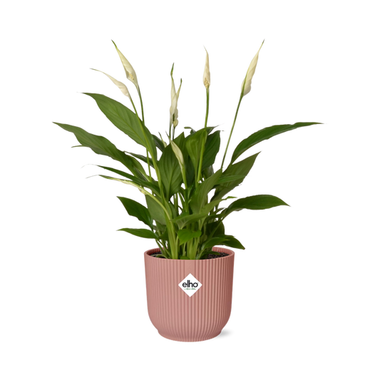 Lepelbloem - Spathiphyllum Torelli - incl. Elho Vibes Fold Roze - ↕14cm