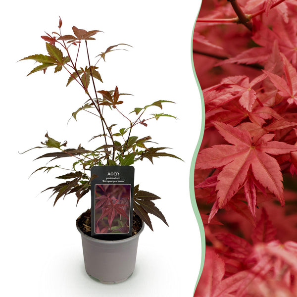 Japanse Esdoorn - Acer palmatum Atropurpureum - paars - Ø12cm - ↕35cm