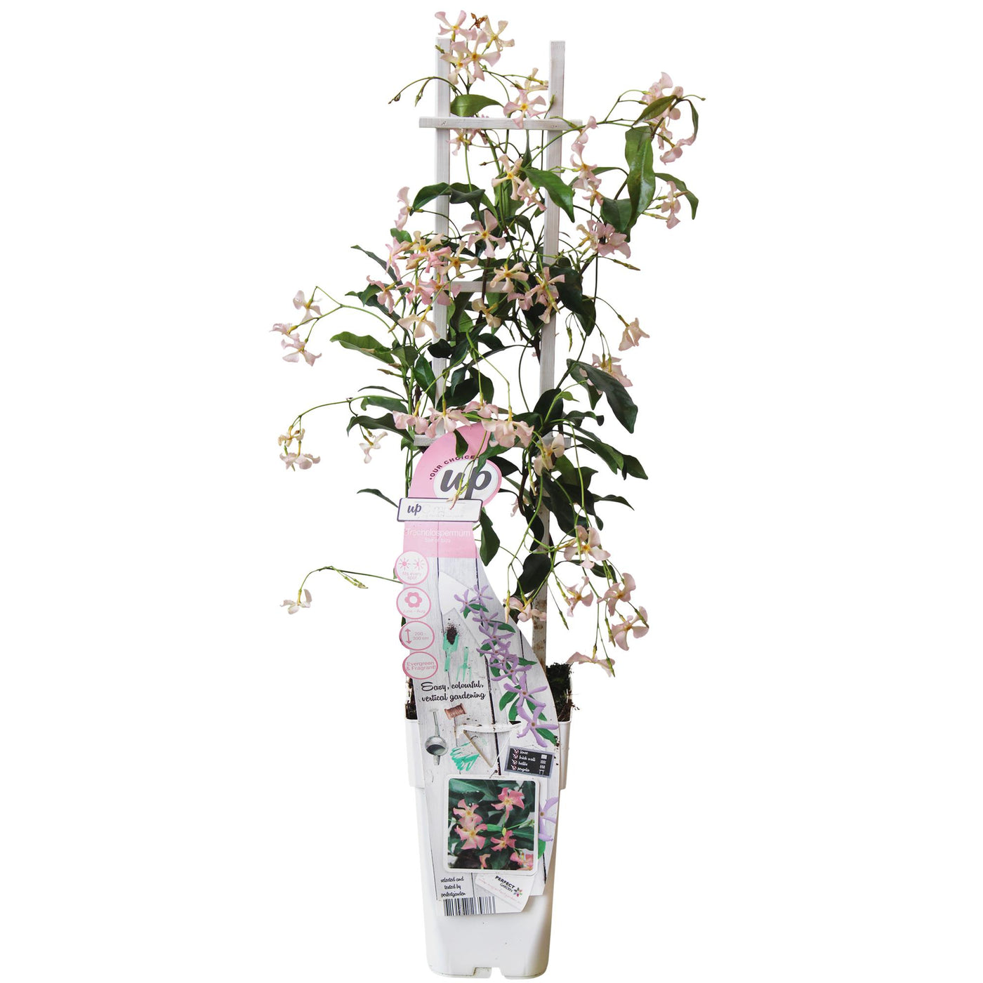 Toscaanse jasmijn - Trachelospermum 'Star of Ibiza' - Ø15cm - ↕65cm