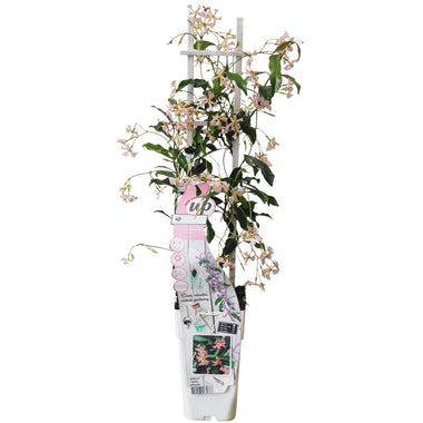 Toscaanse jasmijn - Trachelospermum 'Star of Ibiza' - Ø15cm - ↕65cm