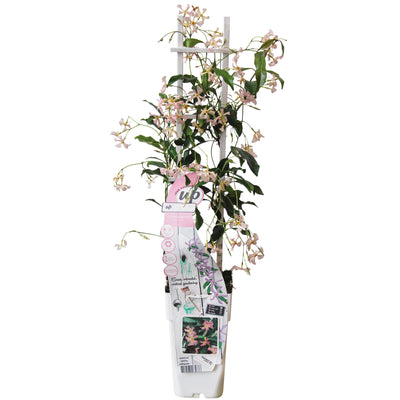 Toscaanse jasmijn - Trachelospermum 'Star of Ibiza' - Ø15cm - ↕65cm