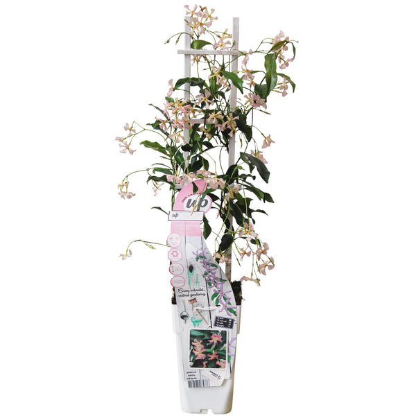 Toscaanse jasmijn - Trachelospermum 'Star of Ibiza' - Ø15cm - ↕65cm