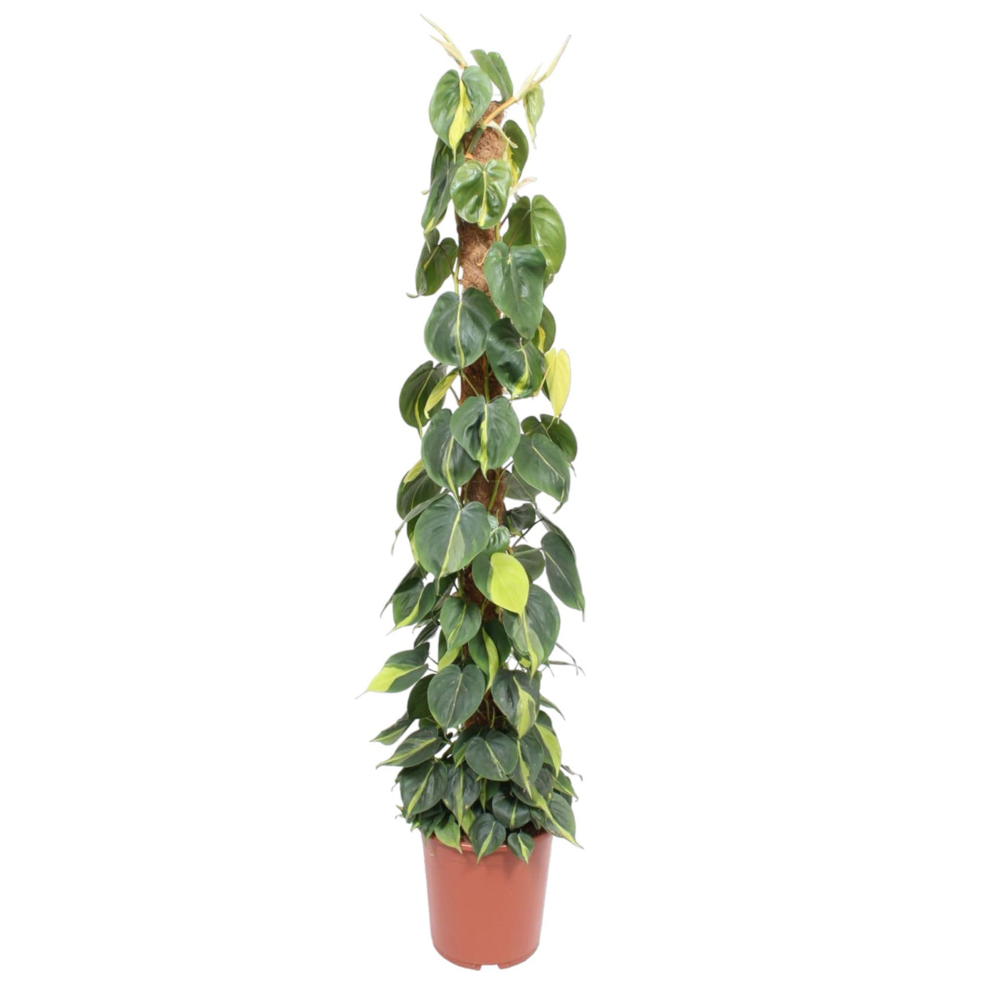 Philodendron - Philodendron scandens 'Brasil' - op mosstok - Ø27cm - ↕150cm