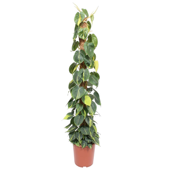 Philodendron - Philodendron scandens 'Brasil' - op mosstok - Ø27cm - ↕150cm