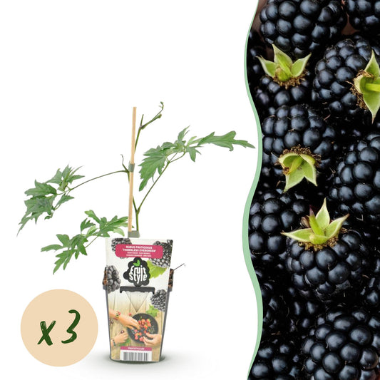 Bramenplant - Rubus Thornless Evergreen - Ø9cm
