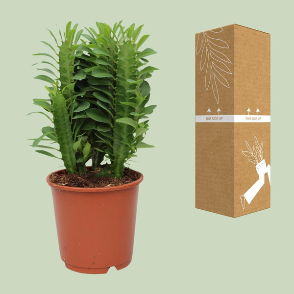 Wolfsmelk - Euphorbia trigona - Ø12cm - ↕40cm