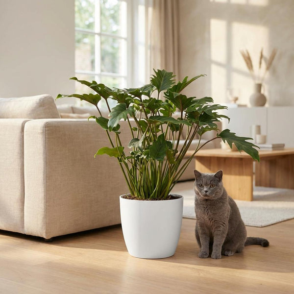 Philodendron Xanadu - Ø19cm - ↕60cm