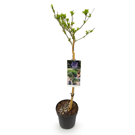 Hibiscus op stam - Hibiscus syriacus 'Blue Chiffon' - blauw - Ø19cm - ↕90cm