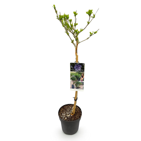 Hibiscus op stam - Hibiscus syriacus 'Blue Chiffon' - blauw - Ø19cm - ↕90cm