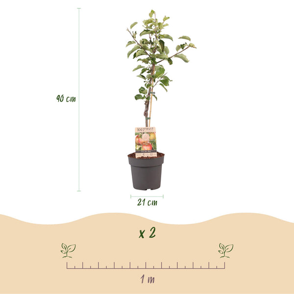 Appelboom - Malus domestica 'Elstar' - Ø21cm - ↕90cm