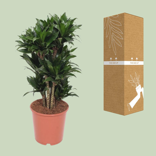 Drakenbloedboom - Dracaena Compacta - Ø24cm - ↕80cm