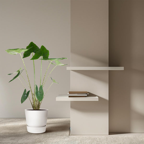 Olifantsoor - Alocasia zebrina - Ø32cm - ↕130cm