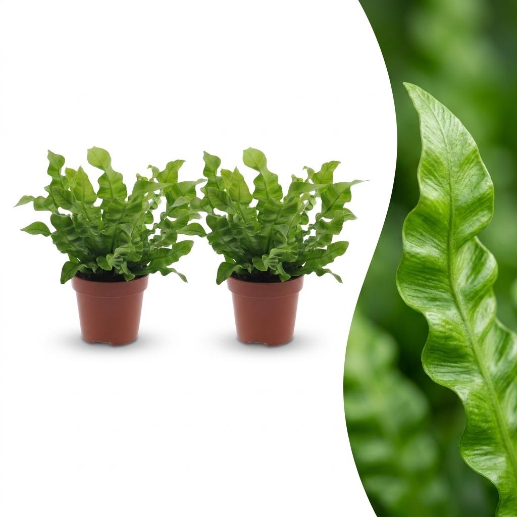 2x Tongvaren - Asplenium Crispy Wave - Ø12cm - ↕30cm
